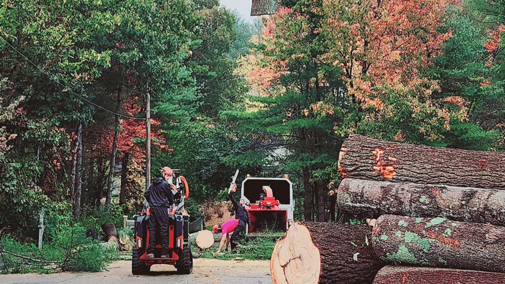 best time of year to hire tree service