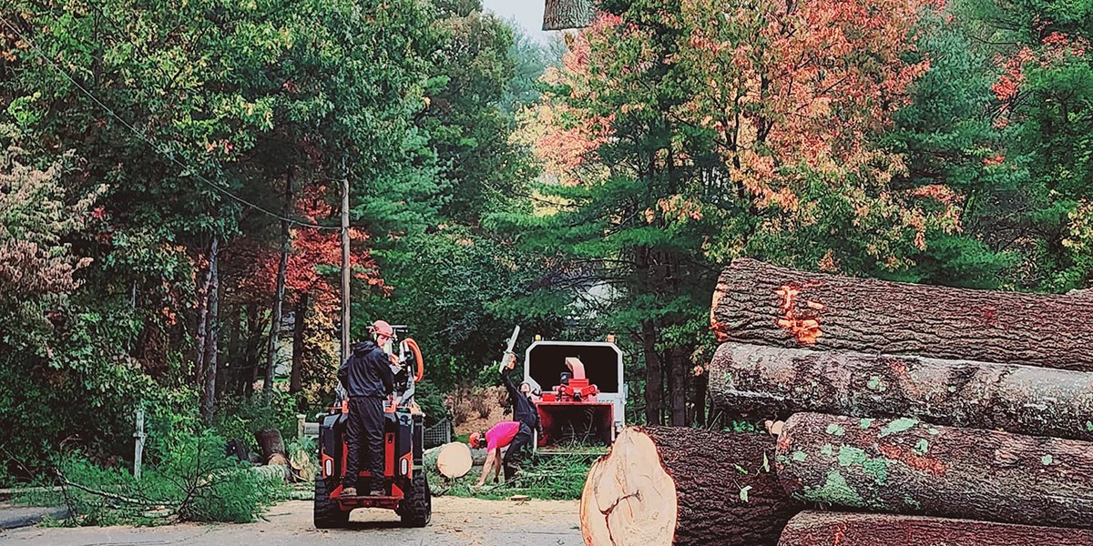 best time of year to hire tree service