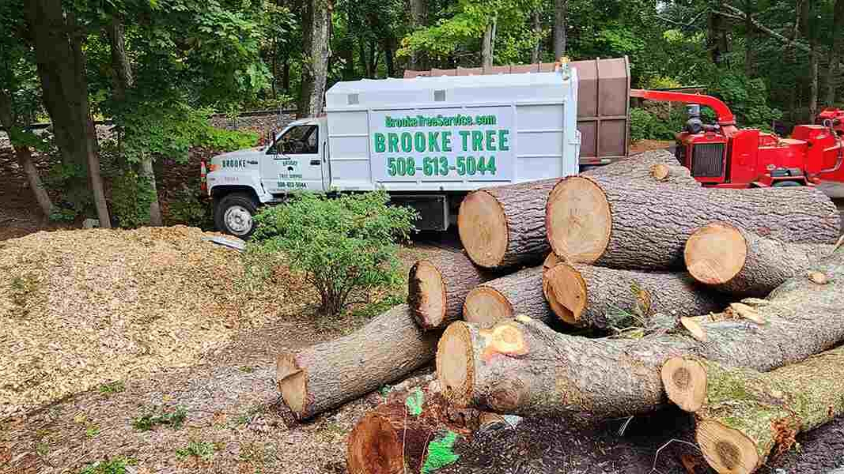 permit for tree removal
