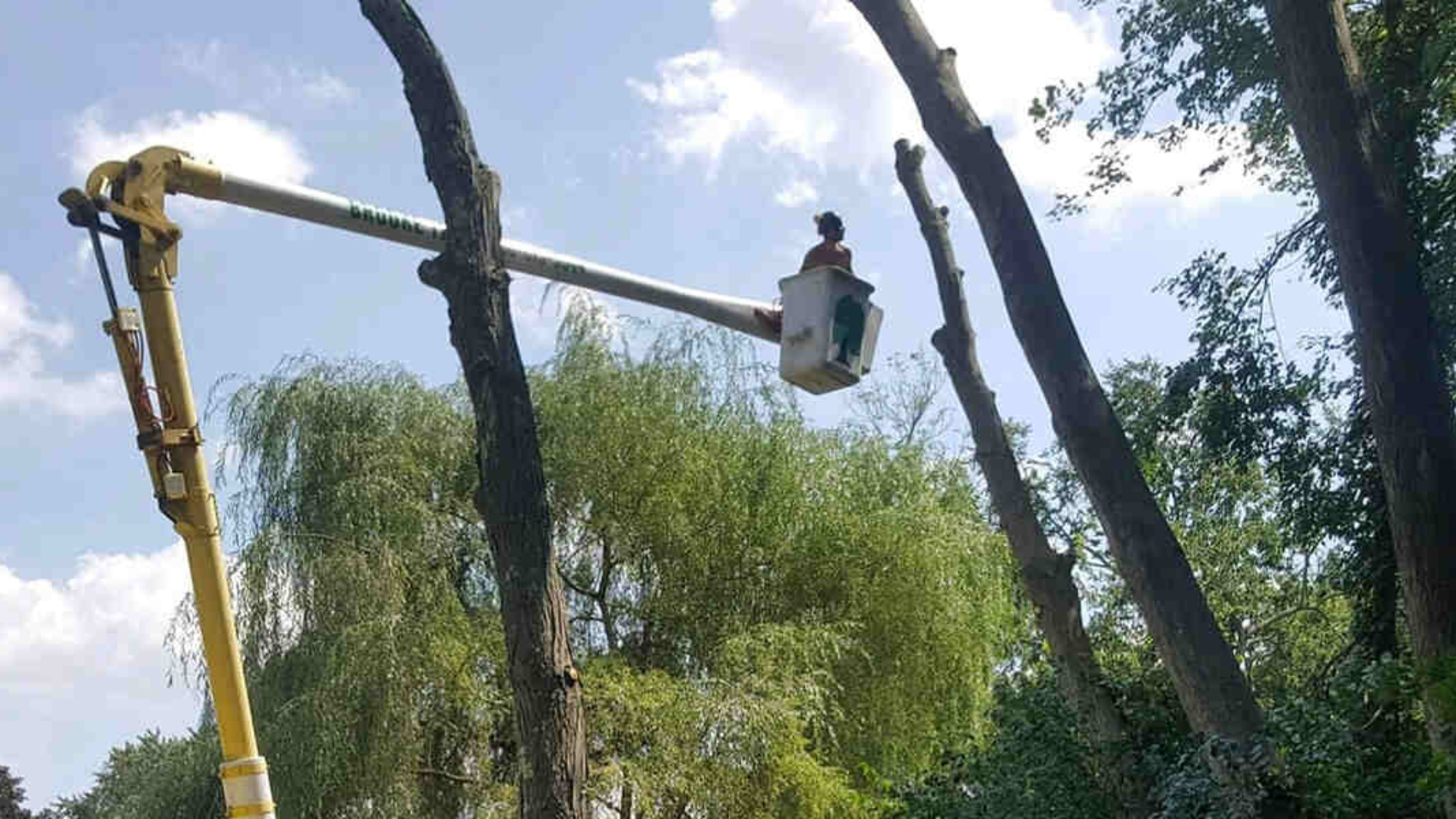 do dead branches hurt a tree