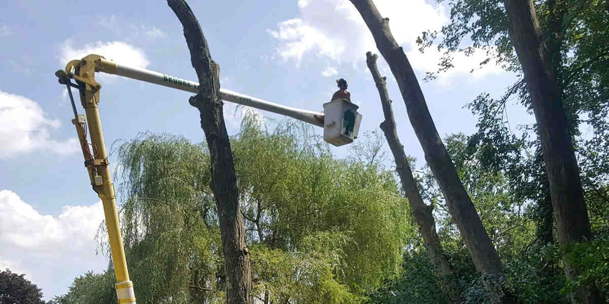 do dead branches hurt a tree