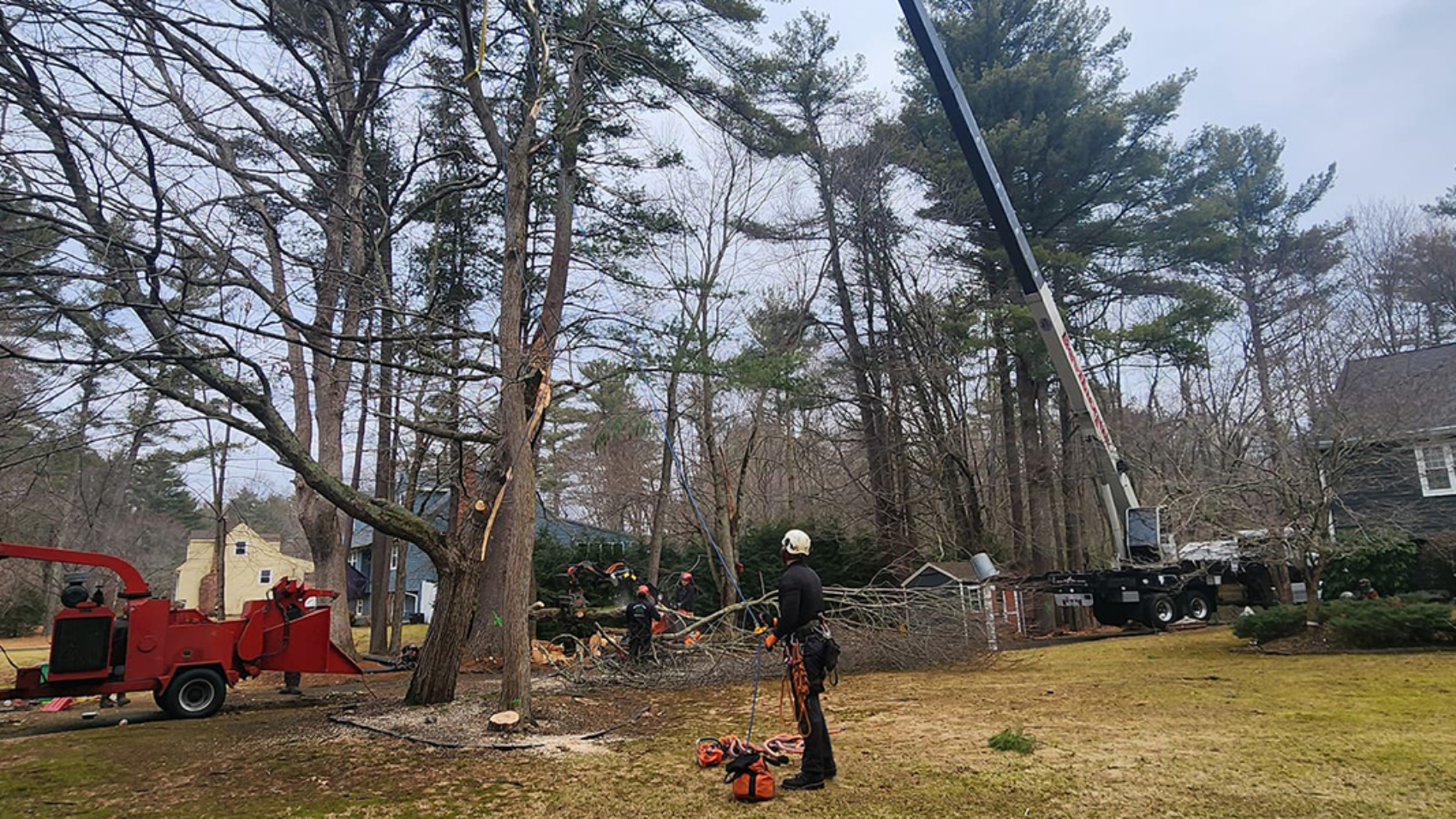 tree is dying