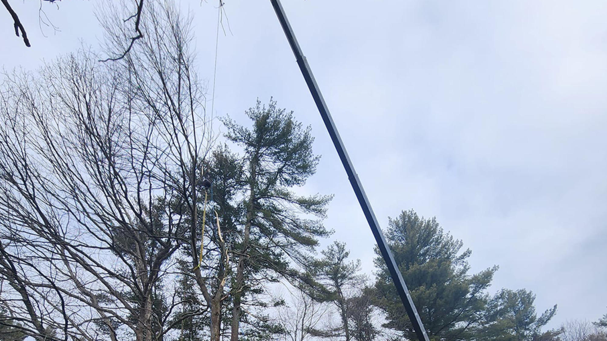 top half of tree has no leaves