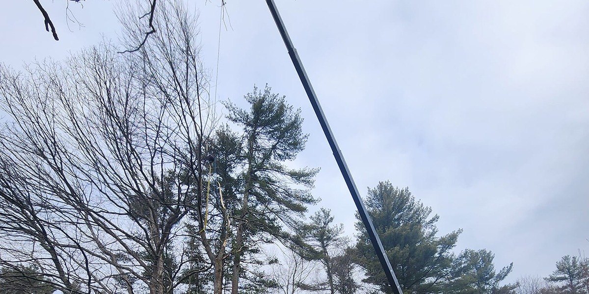 top half of tree has no leaves