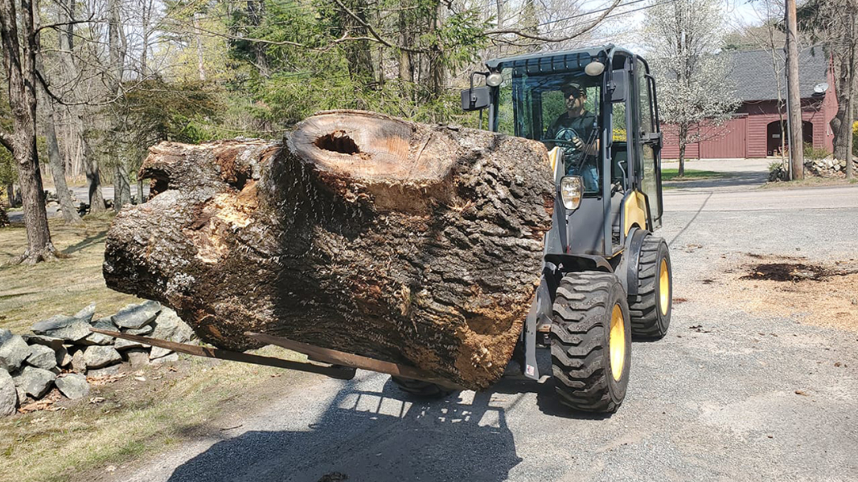 what causes a burl in a tree