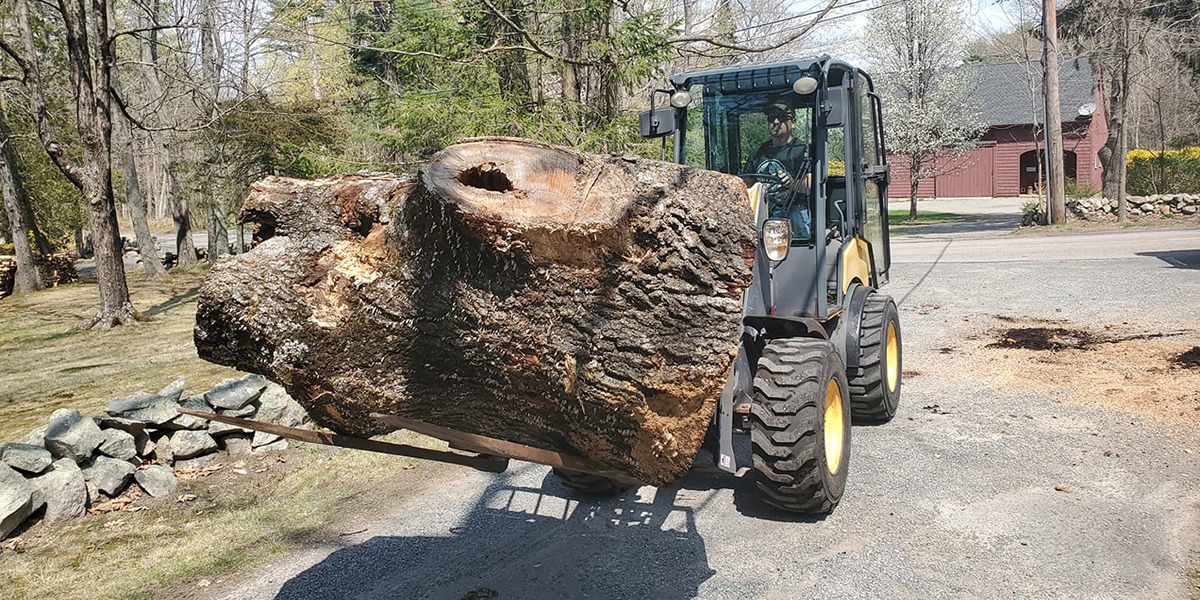 what causes a burl in a tree