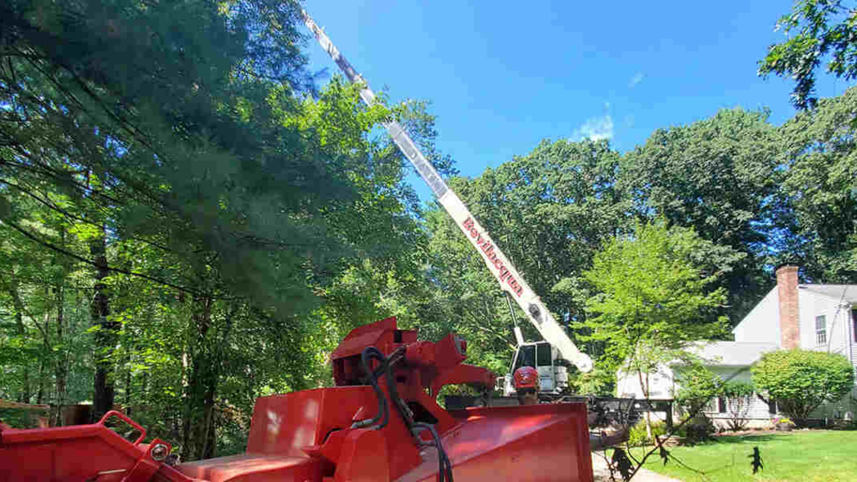 does cutting down trees increase property value