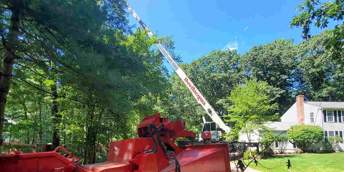 does cutting down trees increase property value