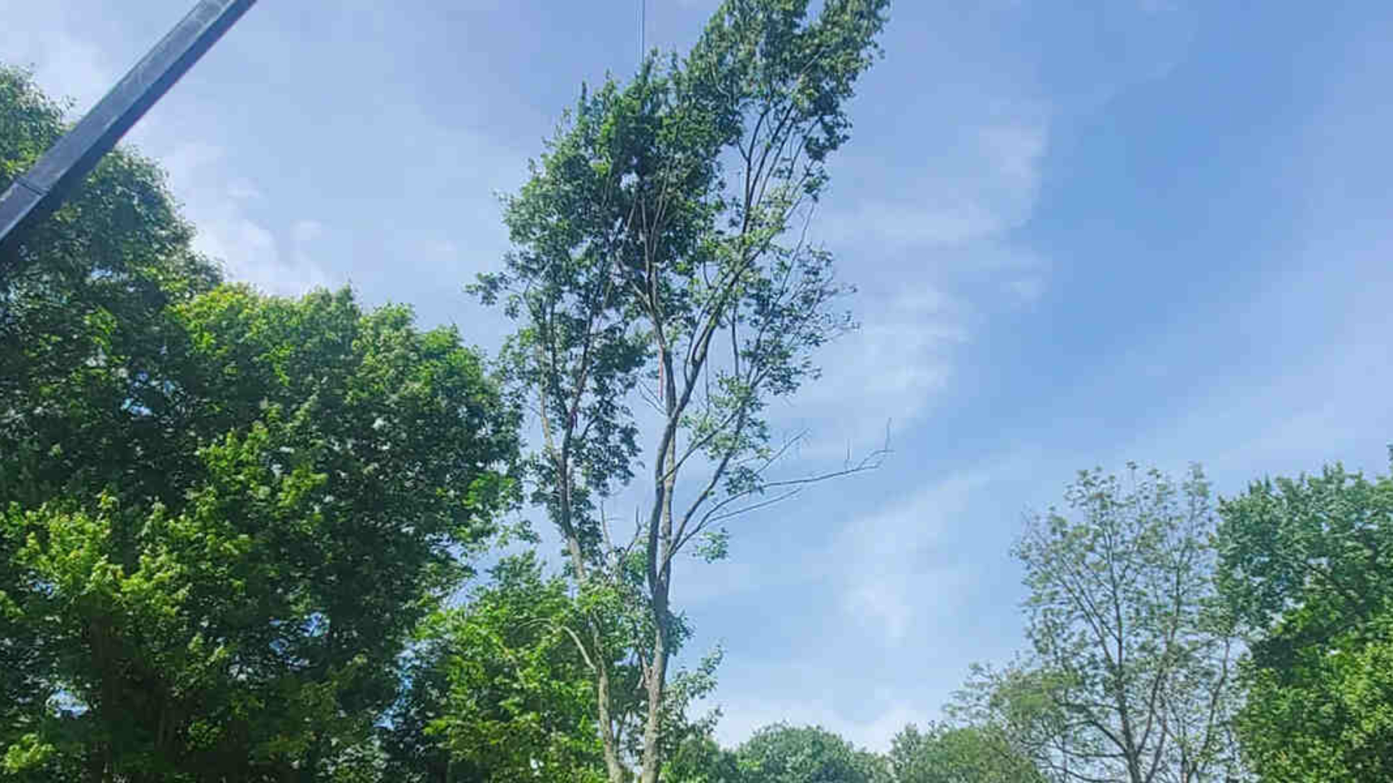 how much wind can a tree withstand
