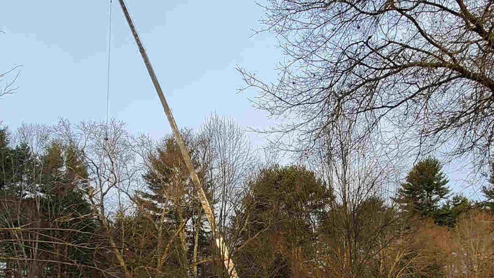 most common tree diseases