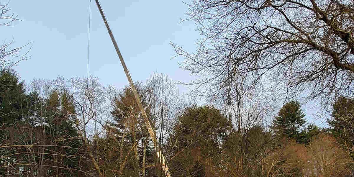 most common tree diseases