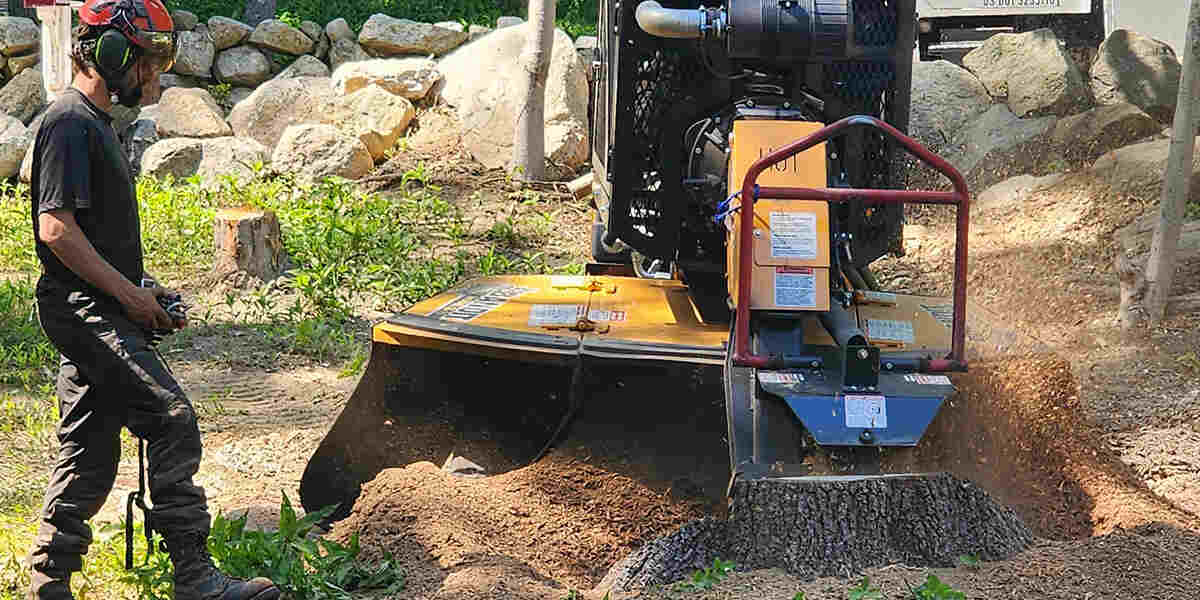 remove tree roots