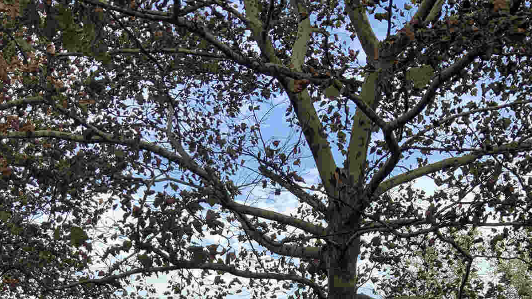 tree health evaluation