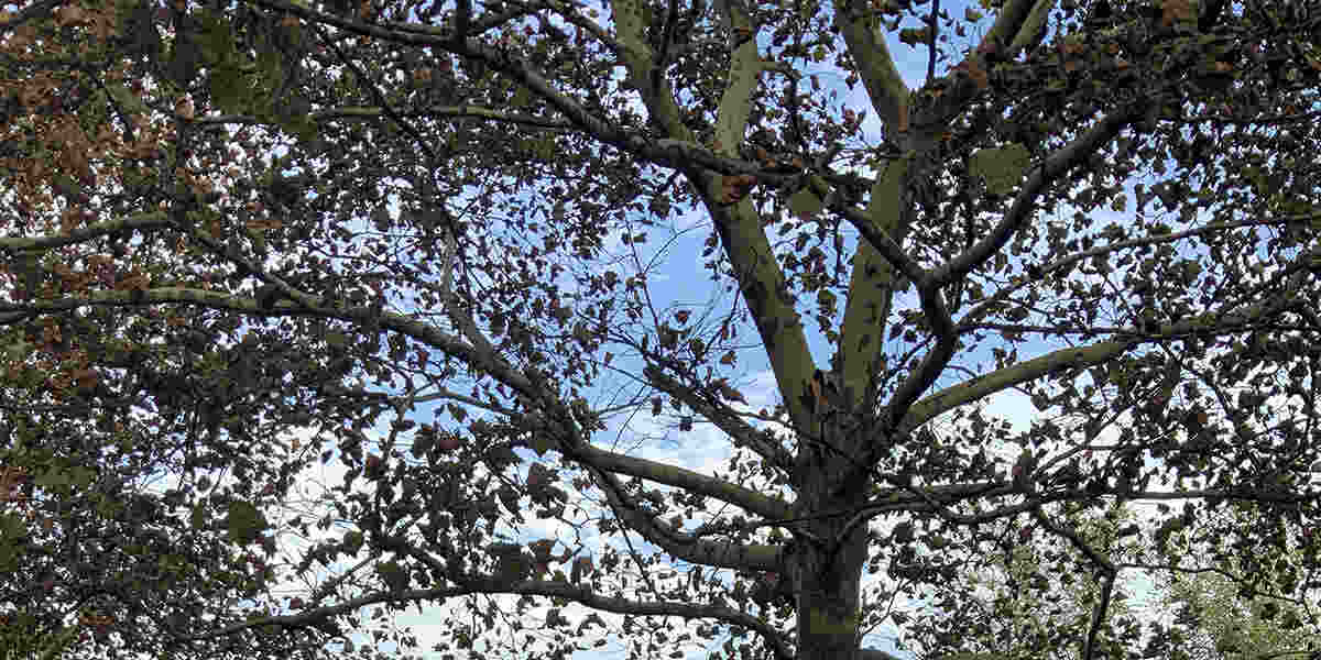 tree health evaluation