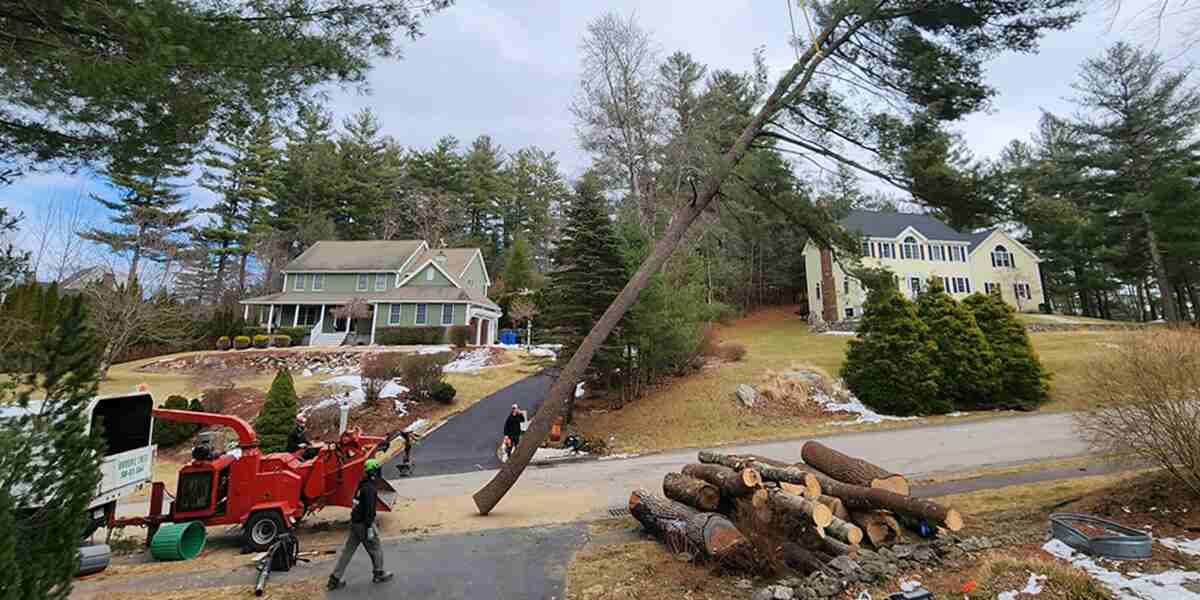 how to cut a leaning tree