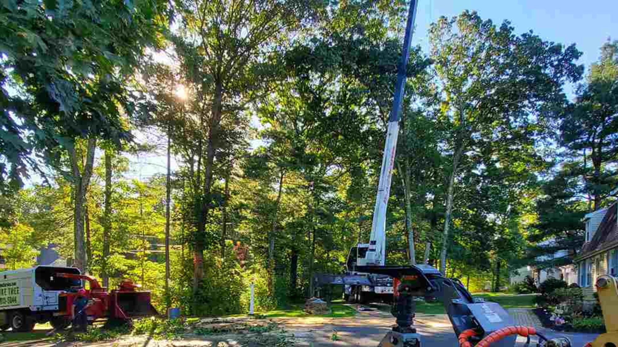 how to get rid of black fungus on trees