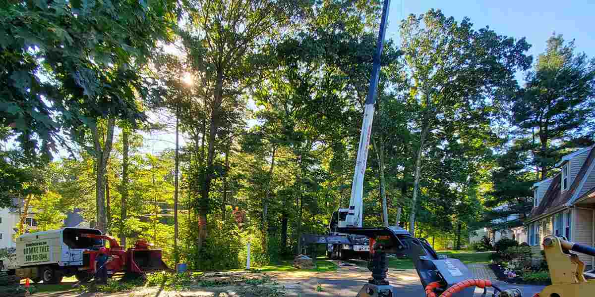 how to get rid of black fungus on trees
