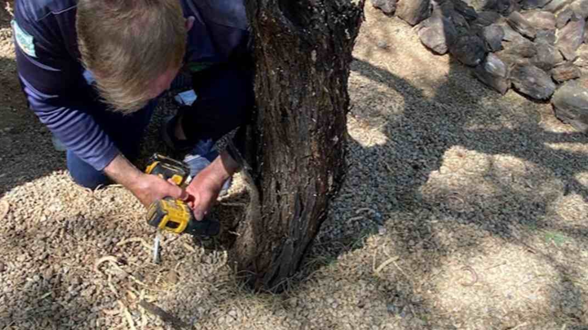 girdling tree roots