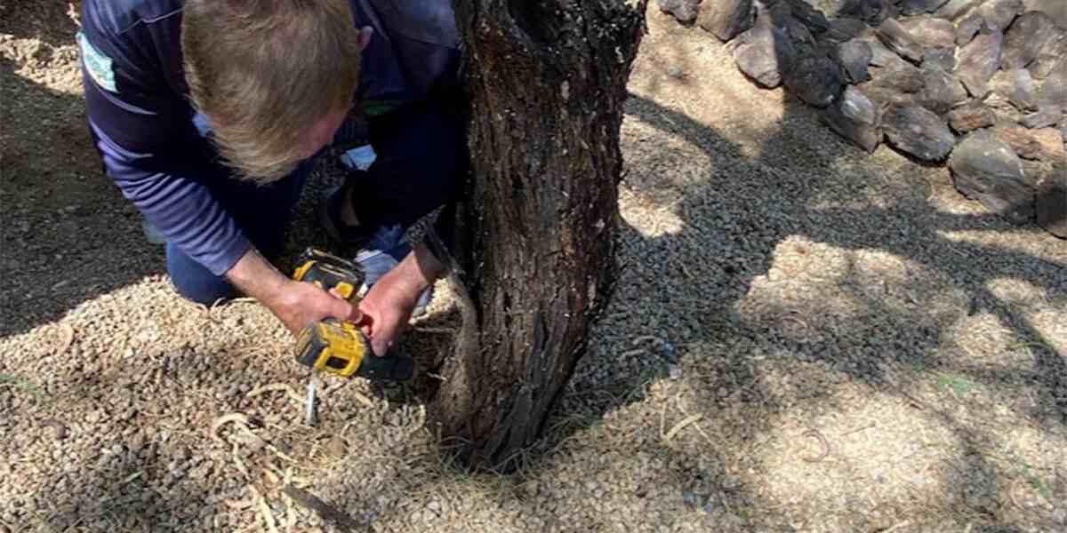 girdling tree roots