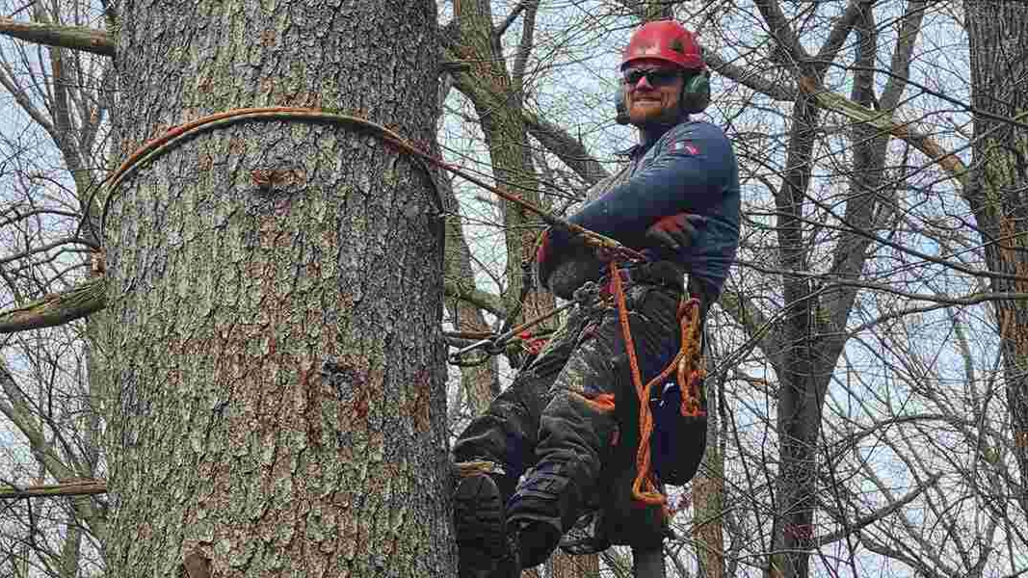 what is tree surgery