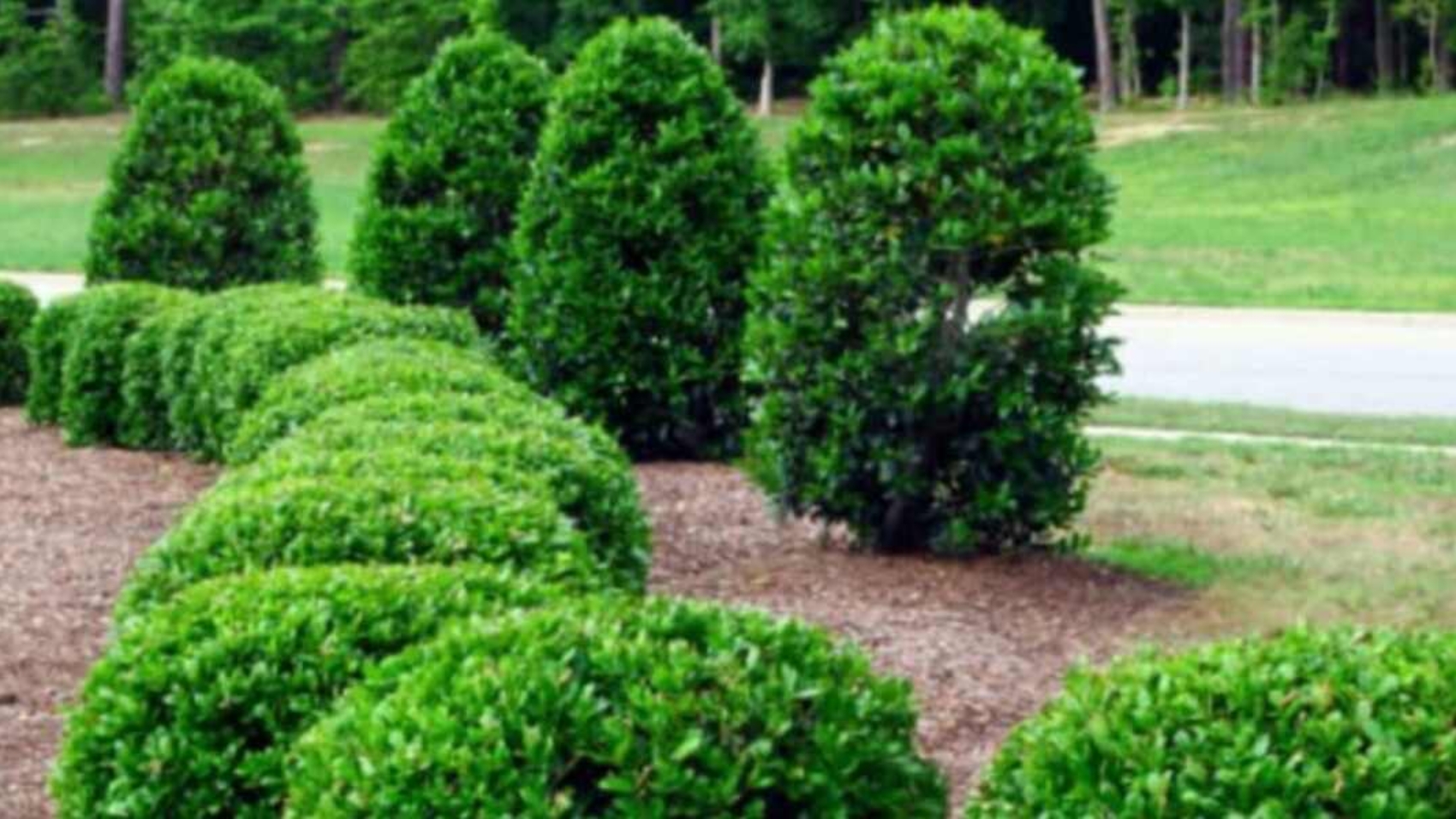 do trees need fertilizer