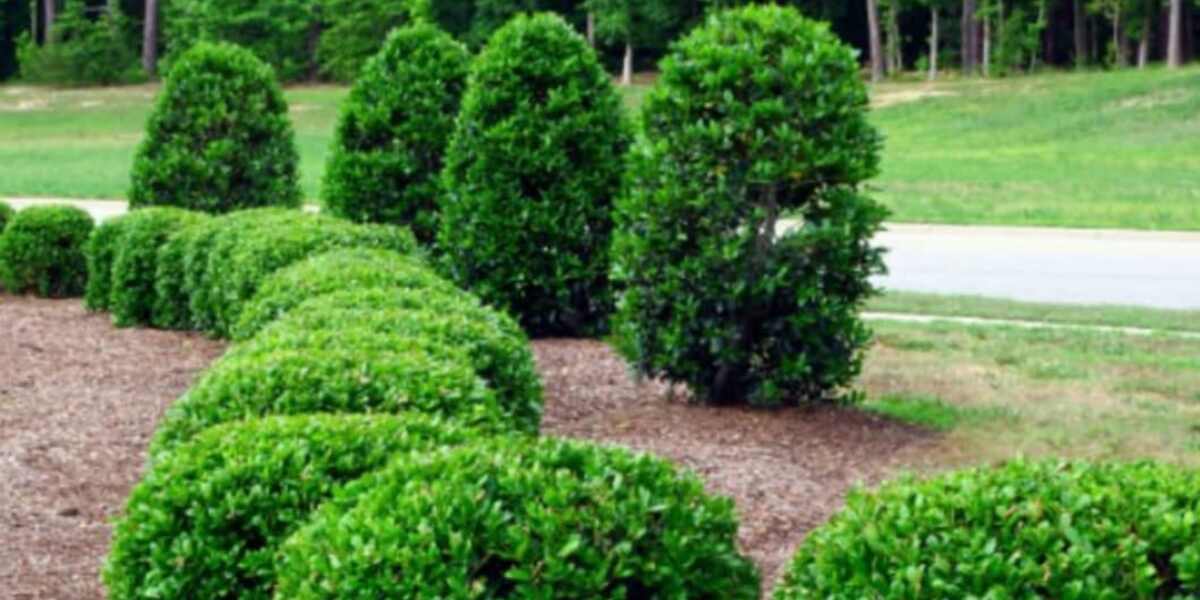 do trees need fertilizer