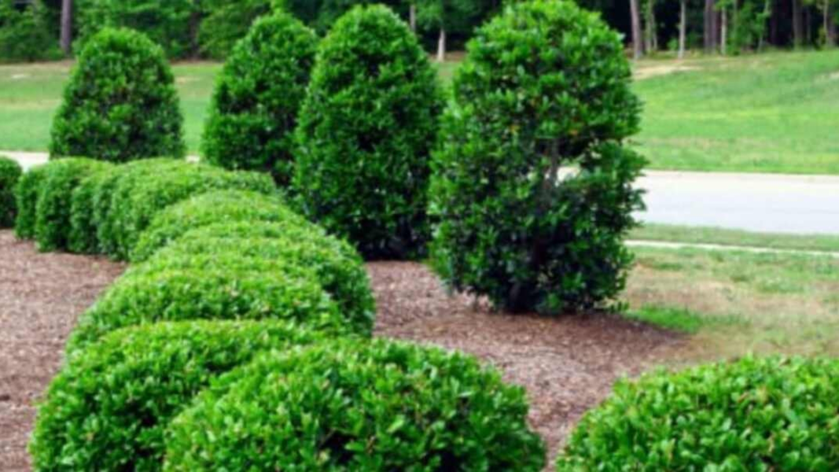 how to replant a small tree