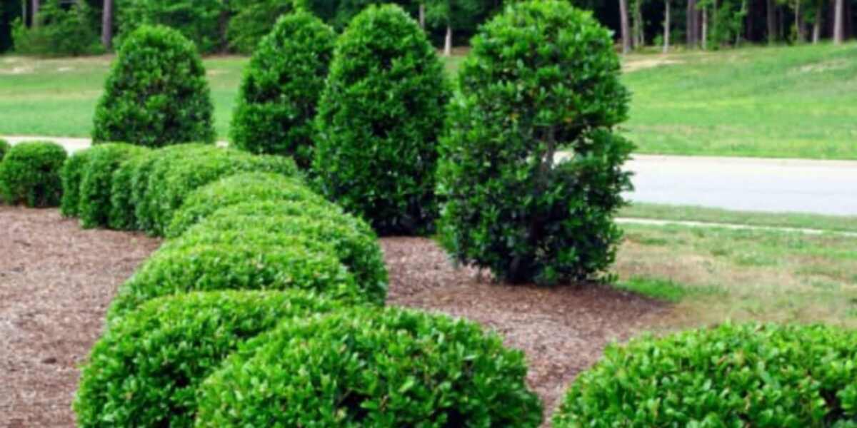 how to replant a small tree