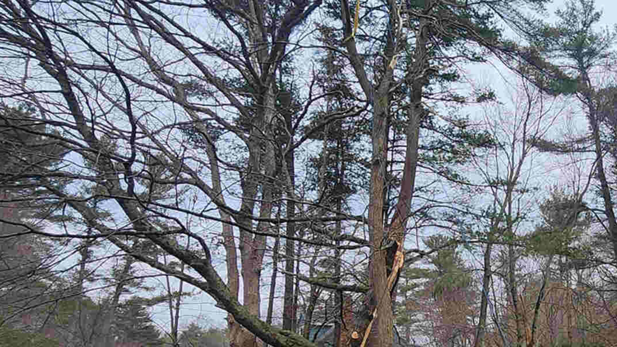 can a tree with carpenter ants be saved