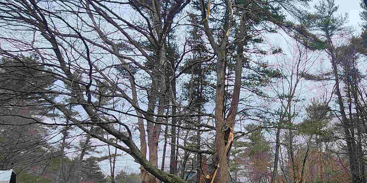 can a tree with carpenter ants be saved