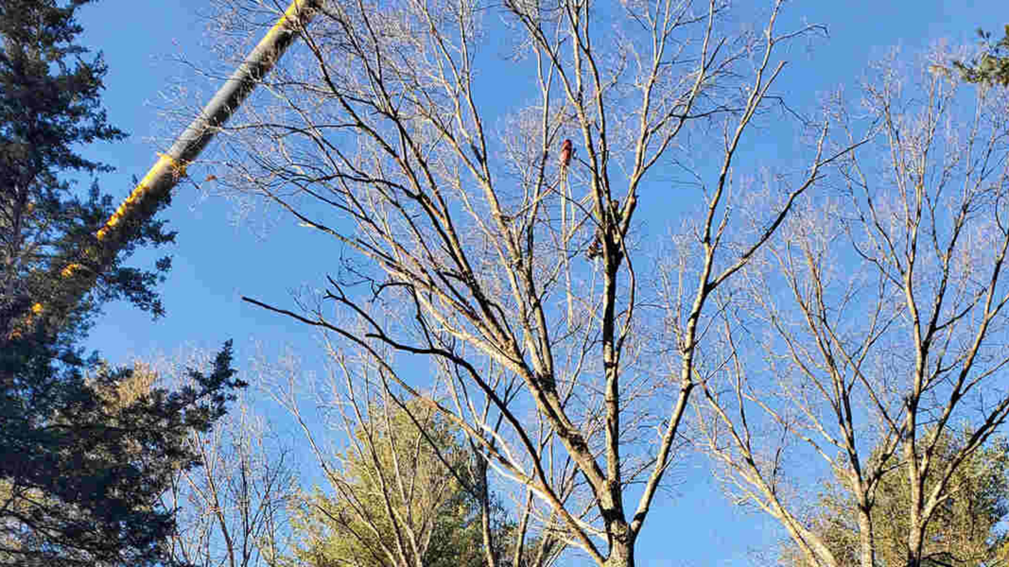 what causes a tree to die