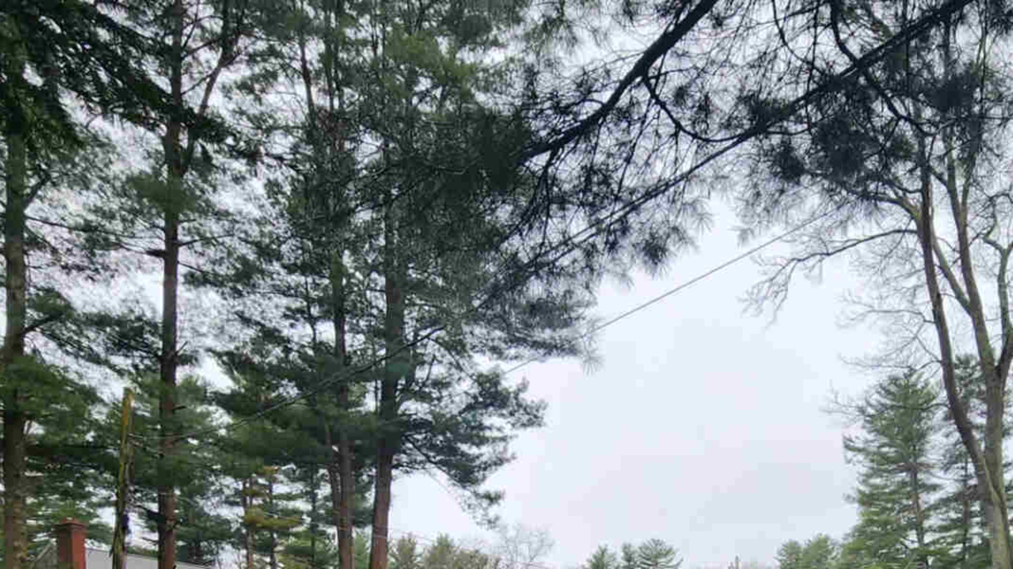 common tree types