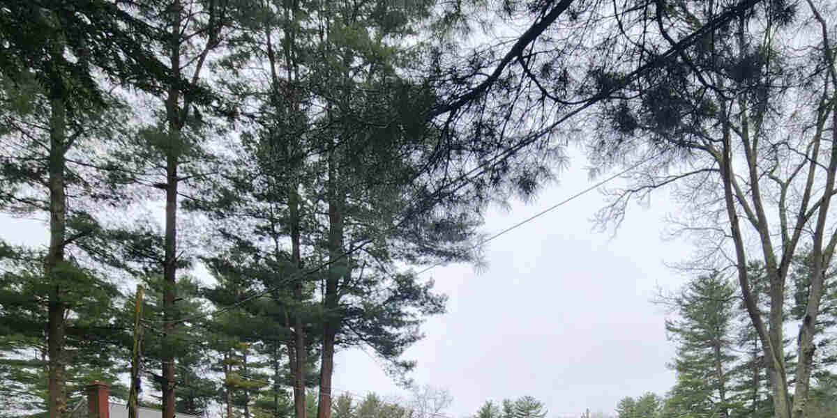 common tree types