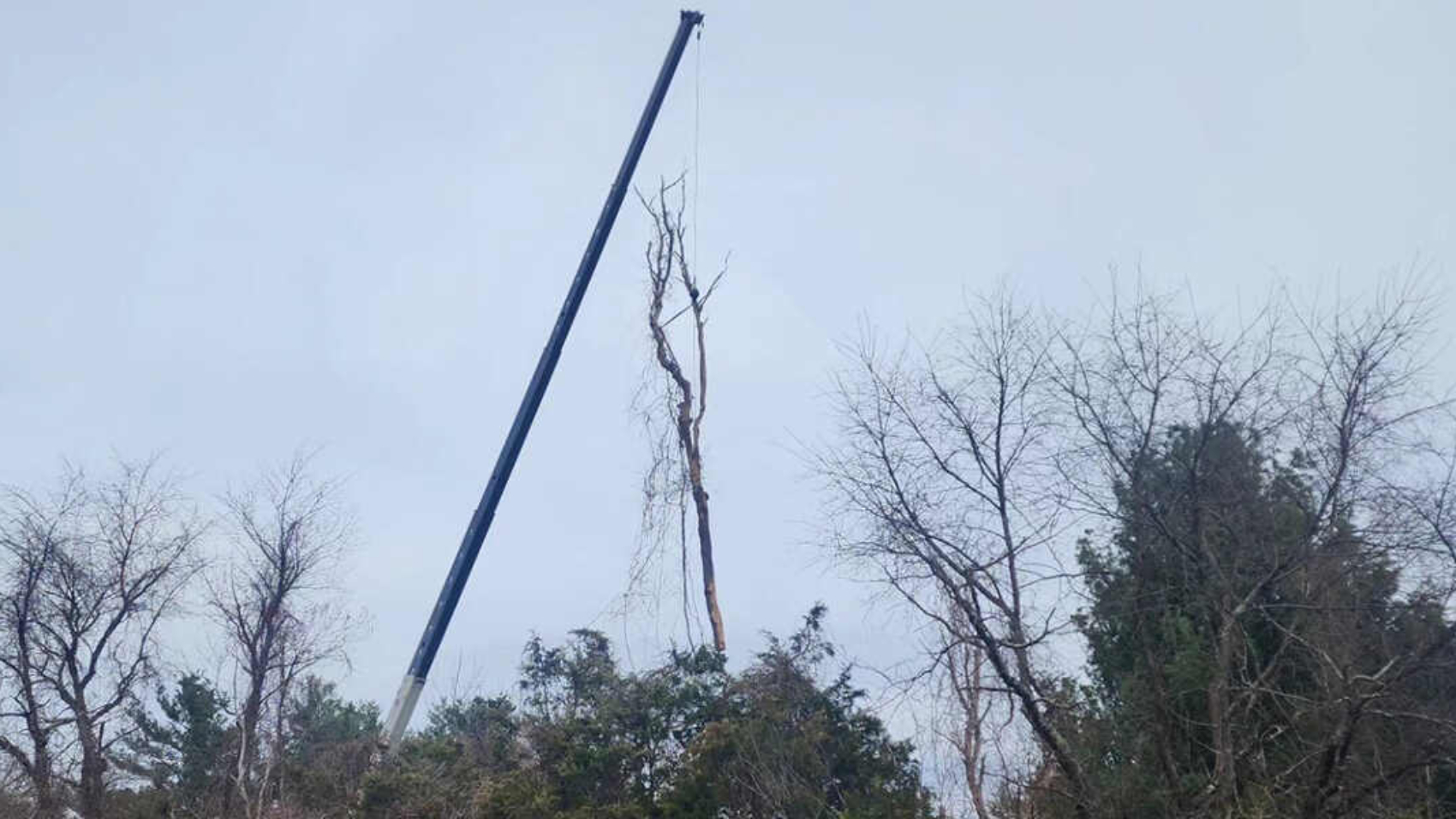 what to do with a dead tree