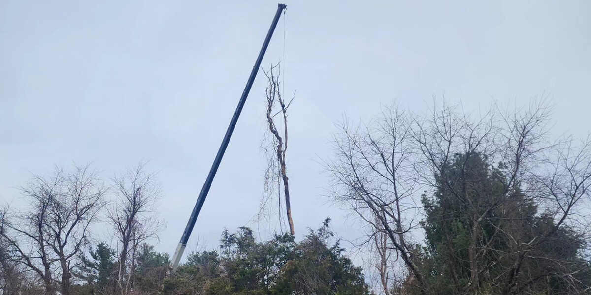 what to do with a dead tree