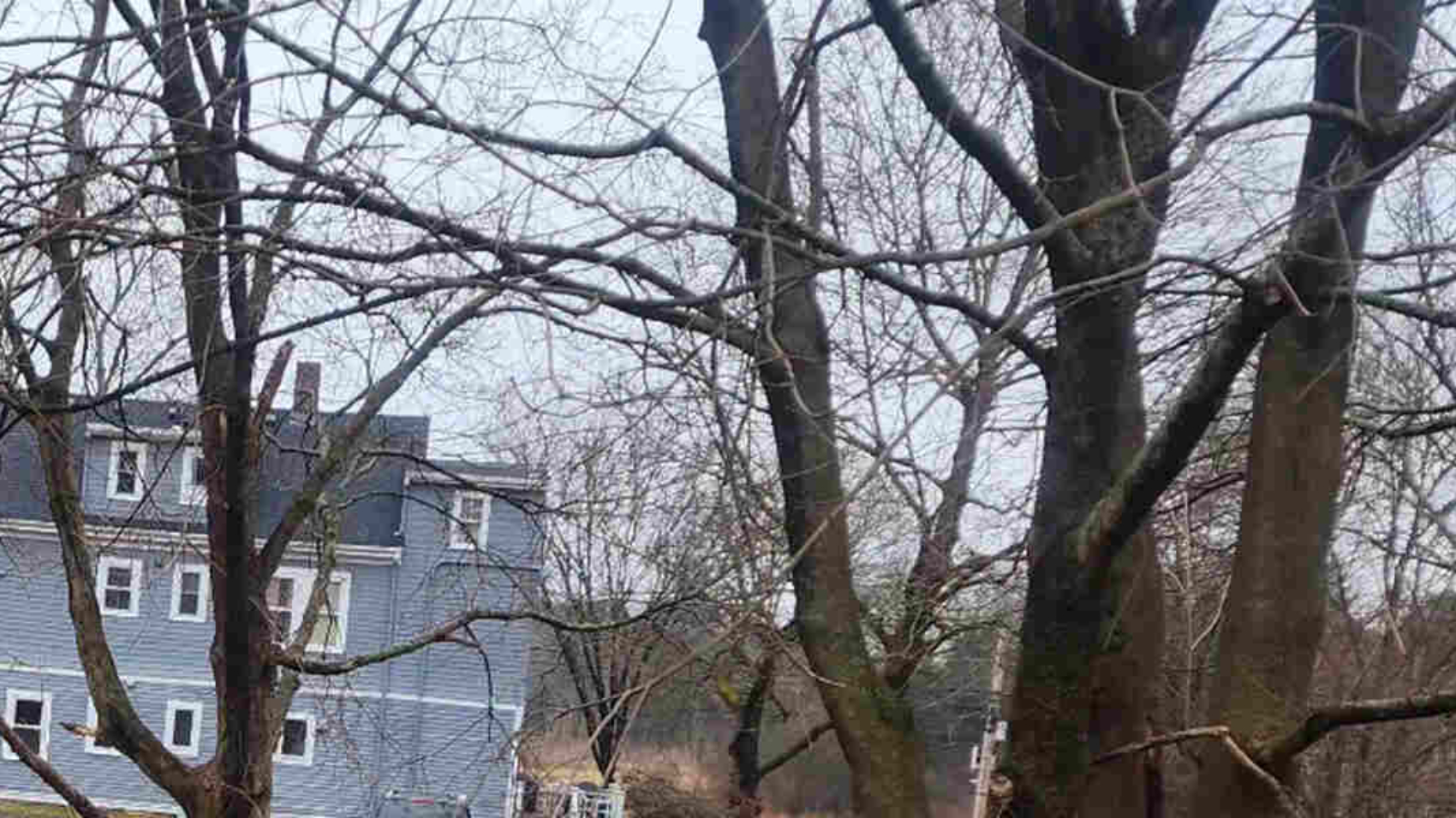 why is the bark falling off my tree