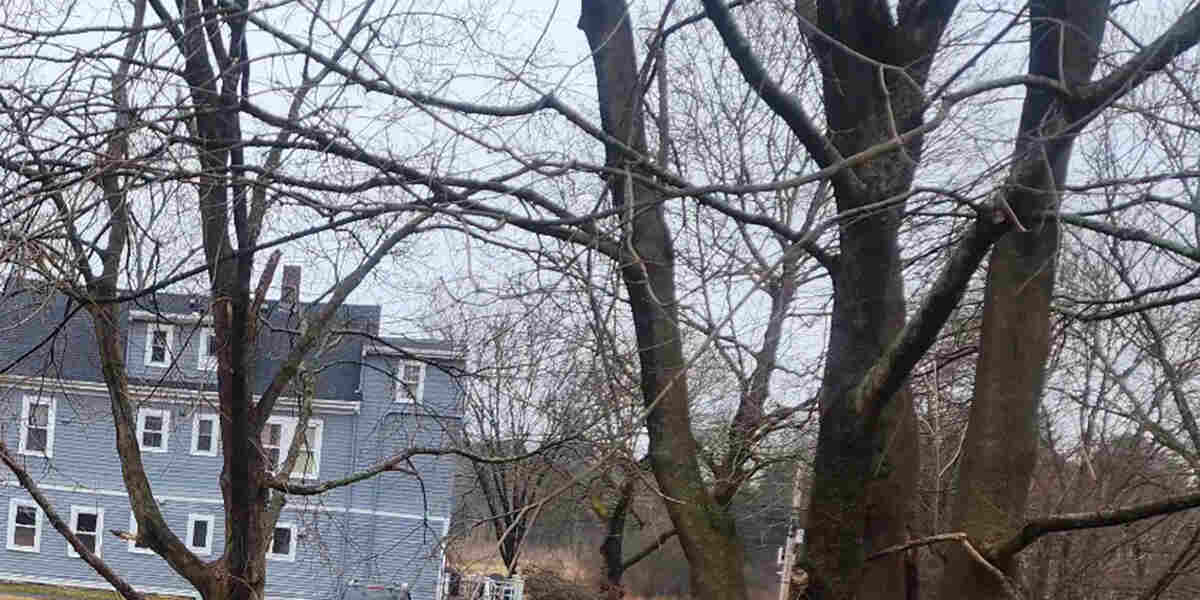 why is the bark falling off my tree