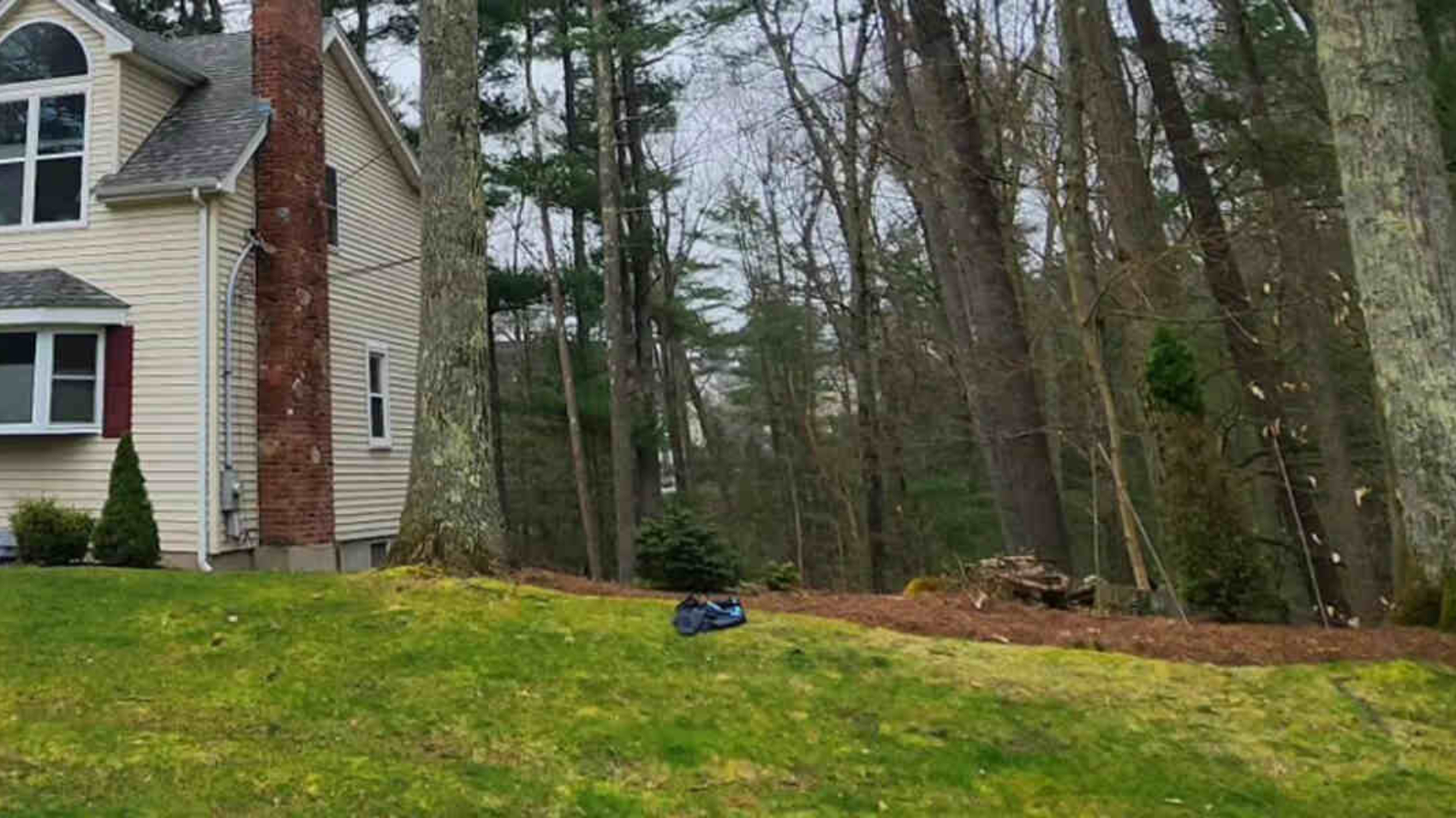 soil for trees
