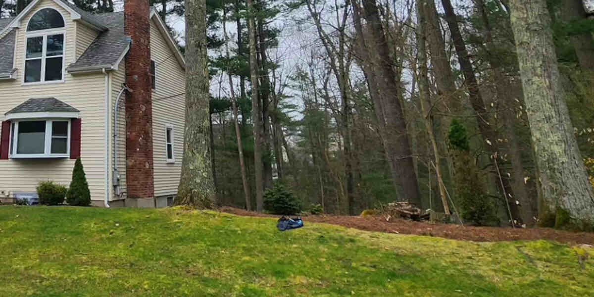 soil for trees