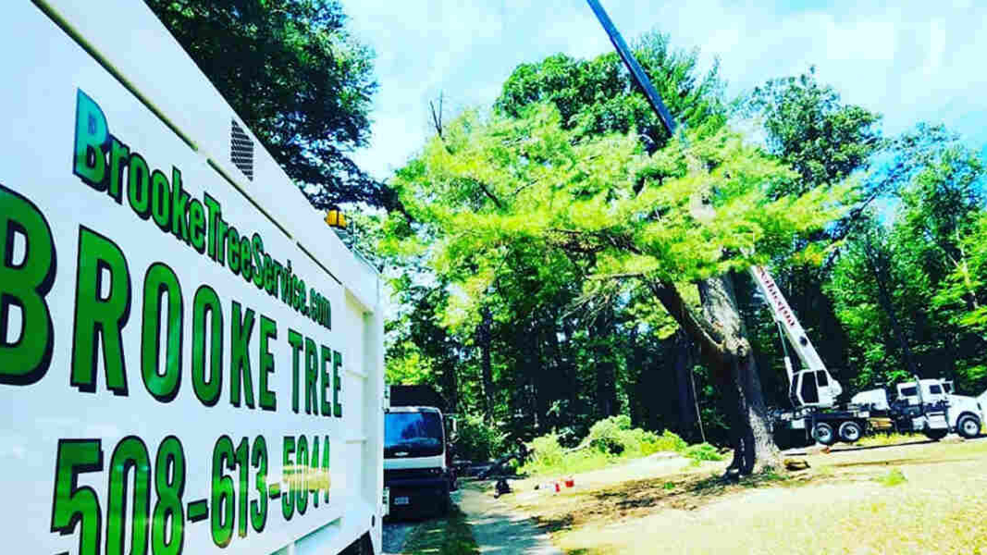 how to tell if a tree is overwatered or underwatered