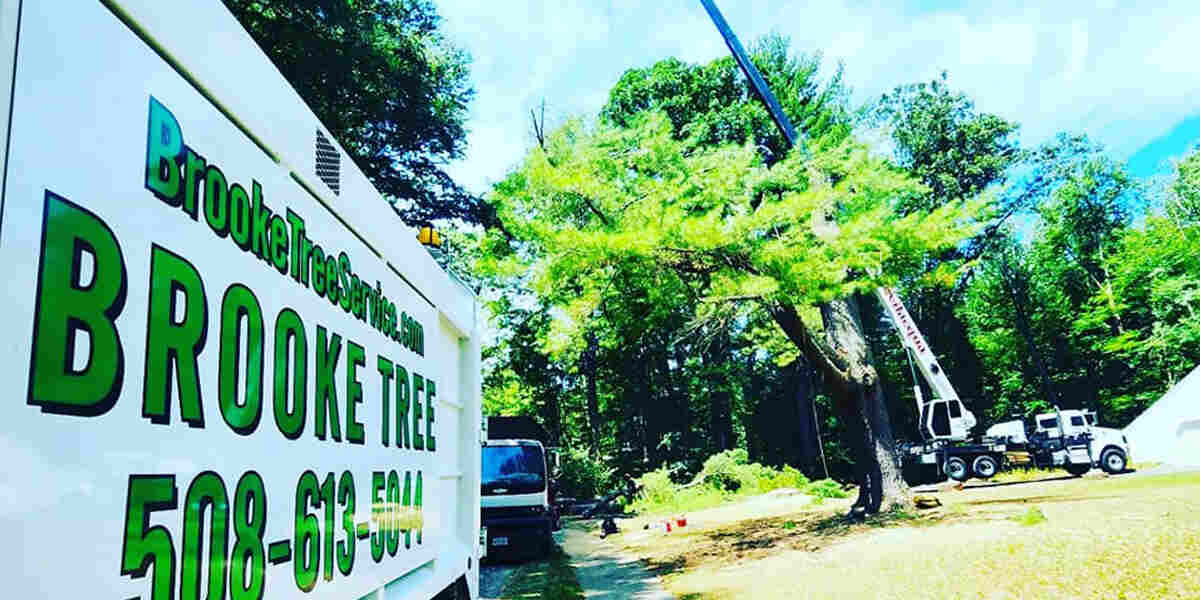 how to tell if a tree is overwatered or underwatered