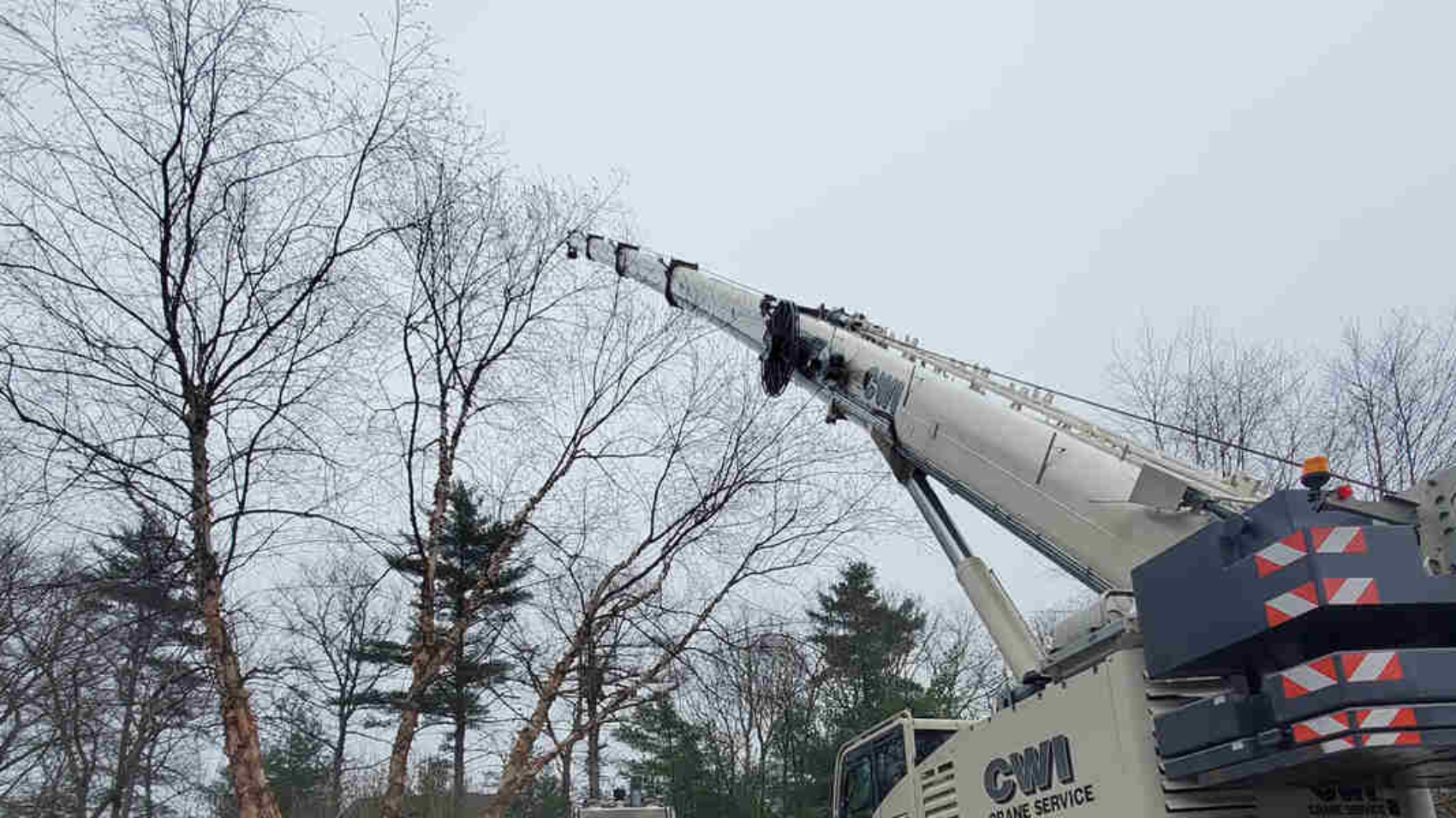 different types of tree pruning