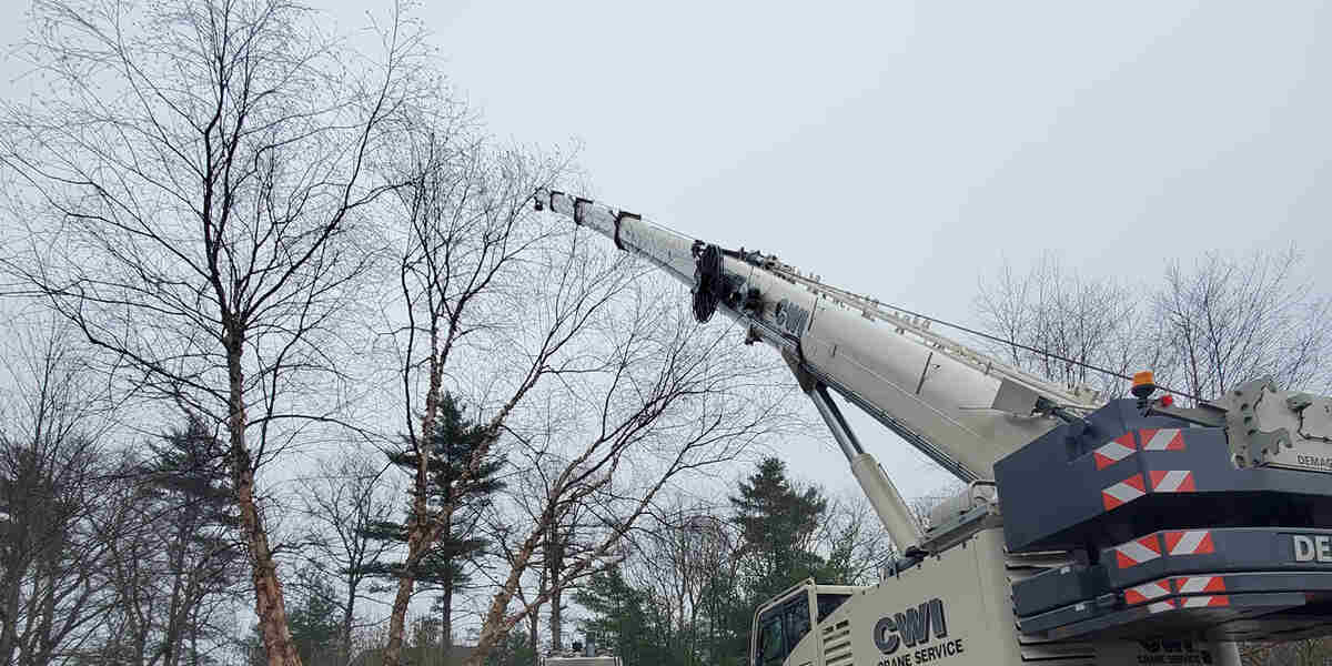 different types of tree pruning