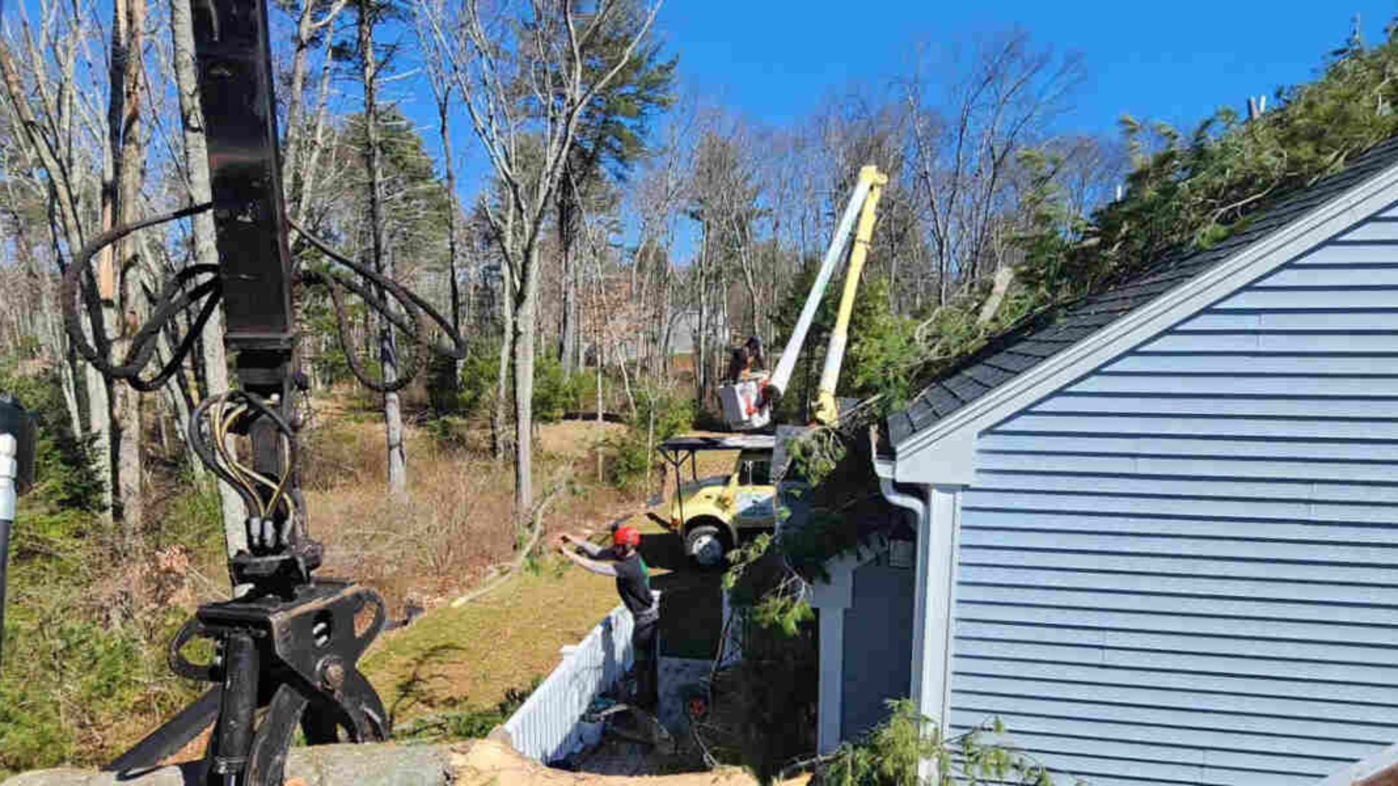 tree inspection
