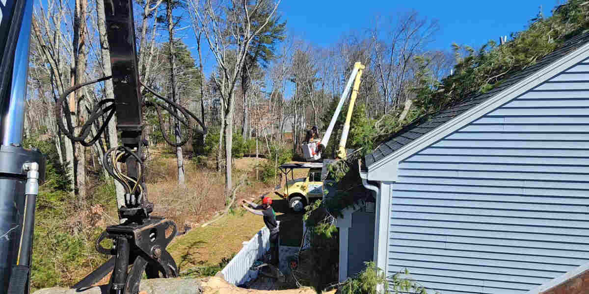 tree inspection