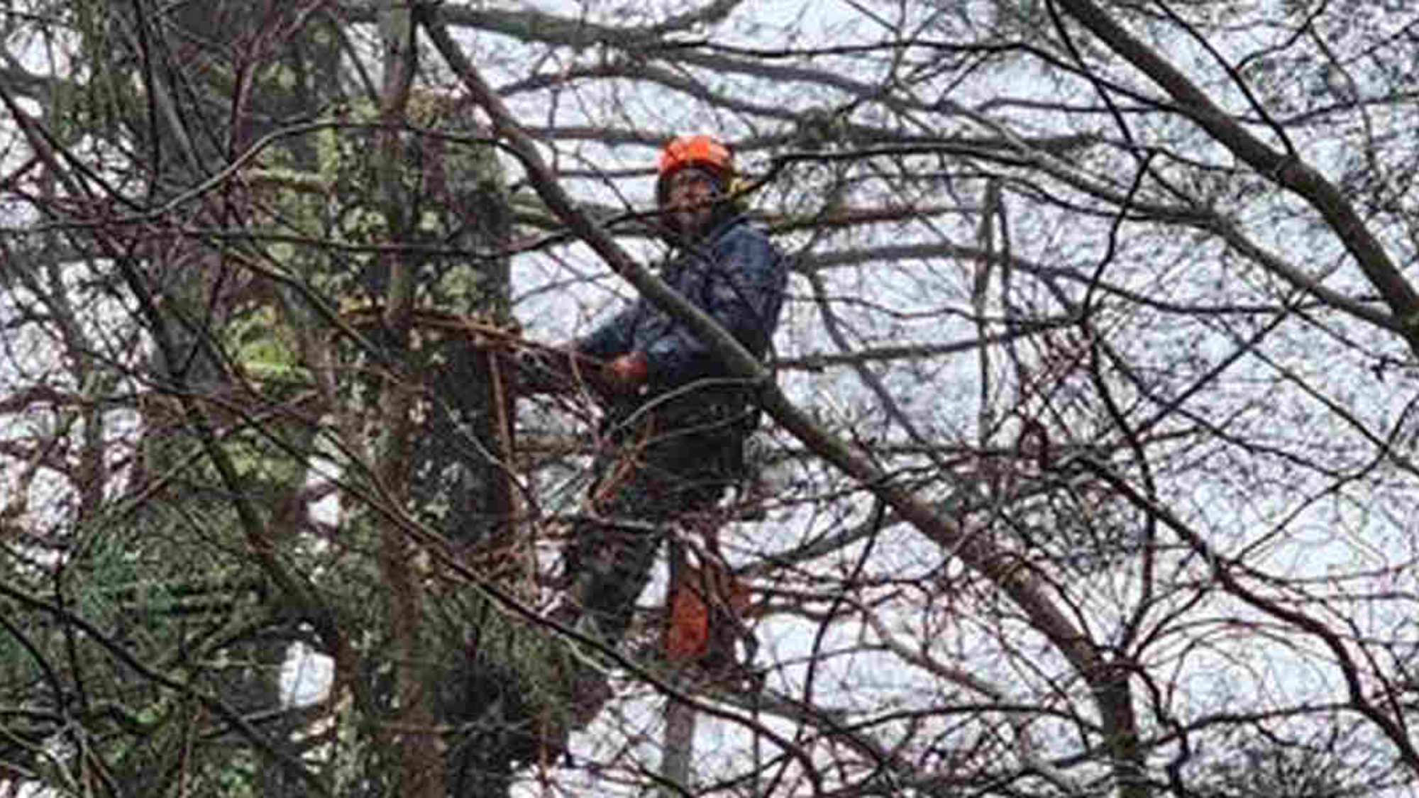 cabling a tree