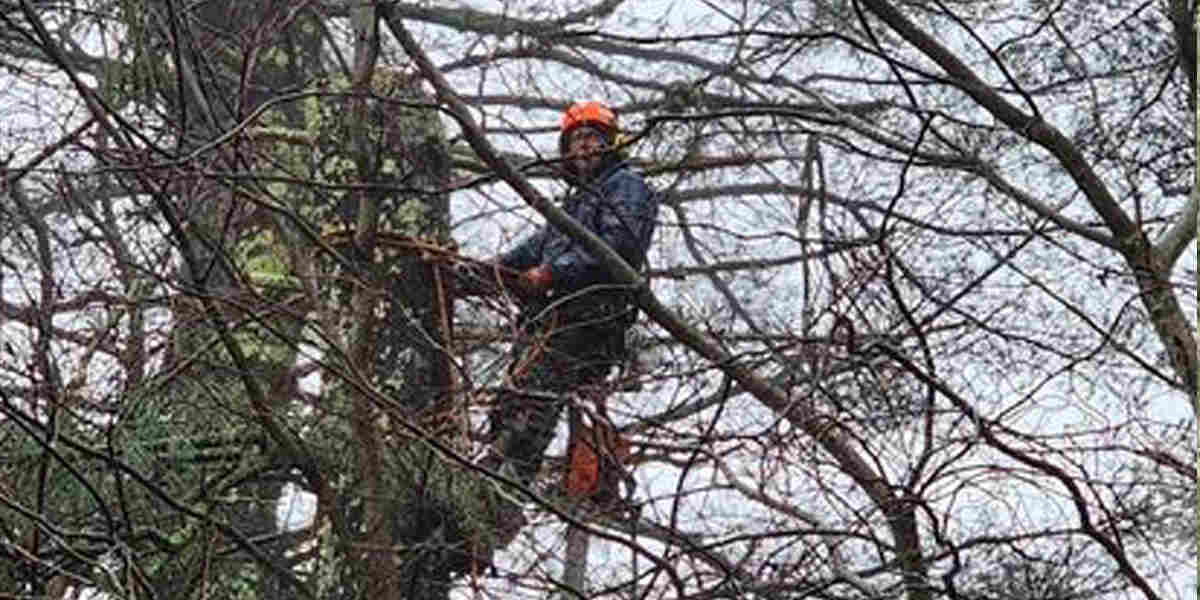 cabling a tree