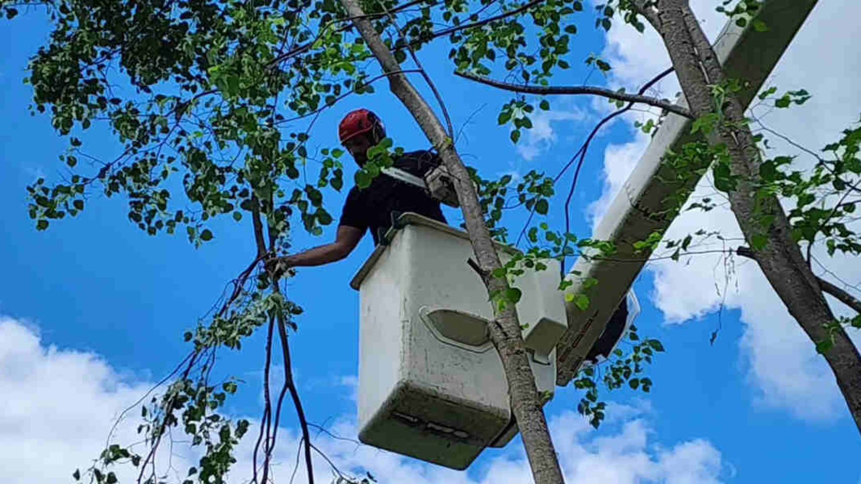 what is the difference between tree trimming and tree pruning