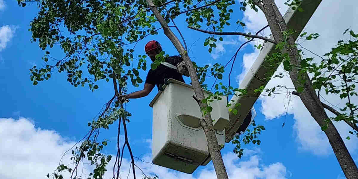 what is the difference between tree trimming and tree pruning