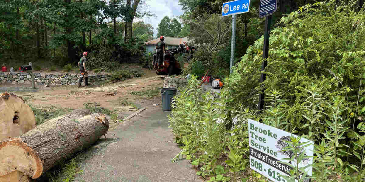 planting trees for wildlife